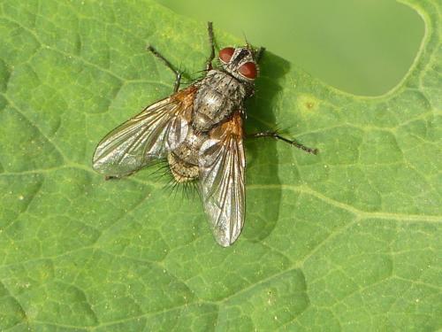 Macquartia sp.